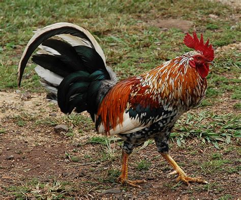 urban roosters|rooster urban meaning.